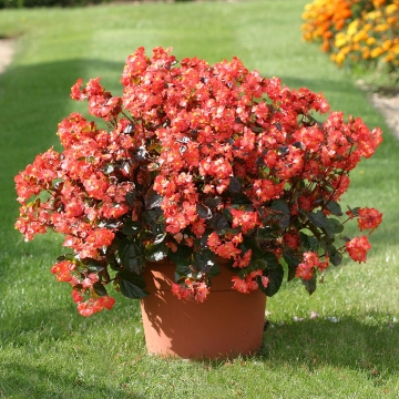 B. ‘Stara Scarlet’